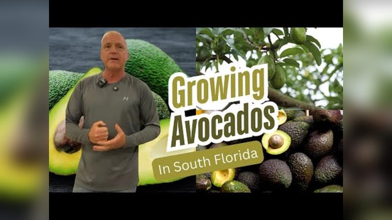 Best Place To Plant An Avocado Tree In Florida: Ultimate Guide