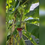 best place to plant banana tree central florida ultimate guide
