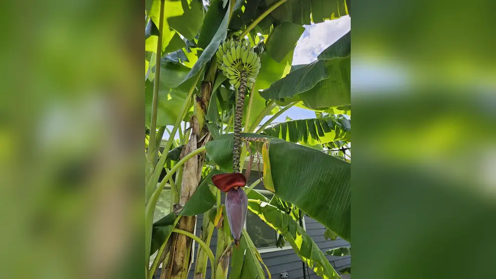 best place to plant banana tree central florida ultimate guide
