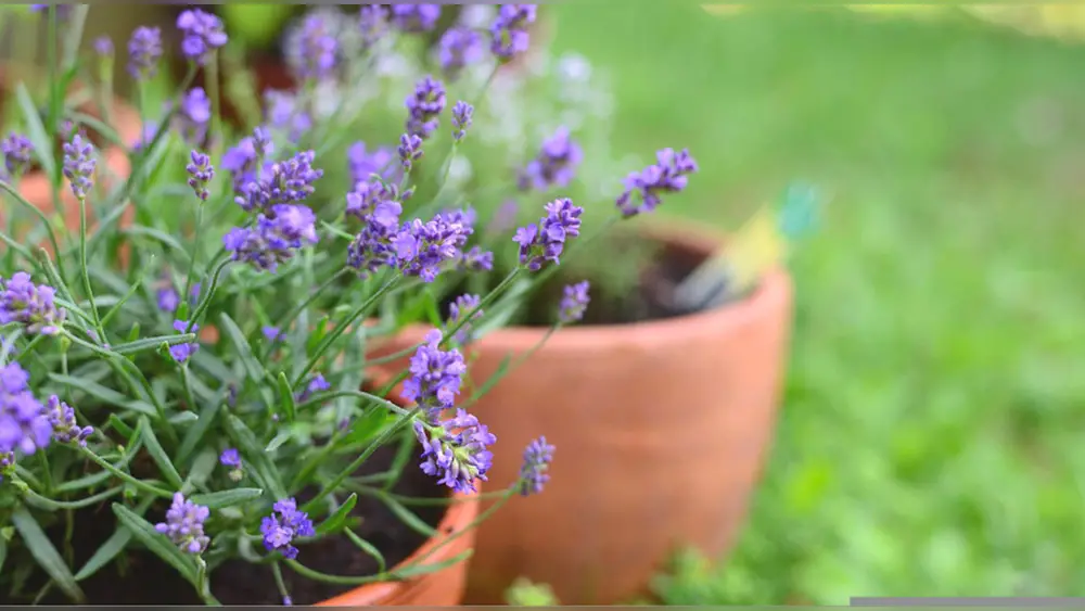 best place to plant lavender in florida