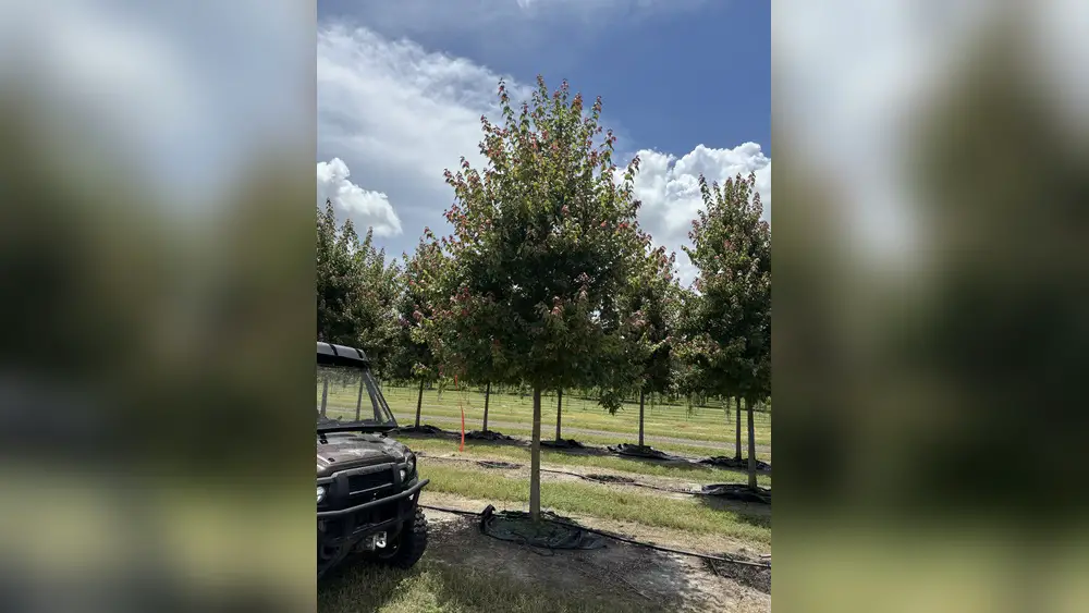 best place to plant maple tree in florida
