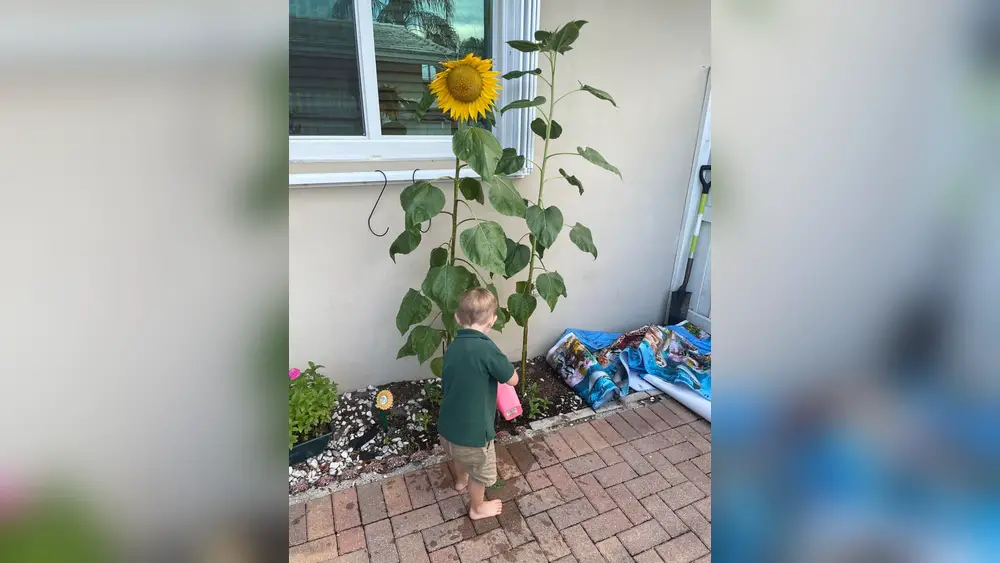 best place to plant sunflowers in florida