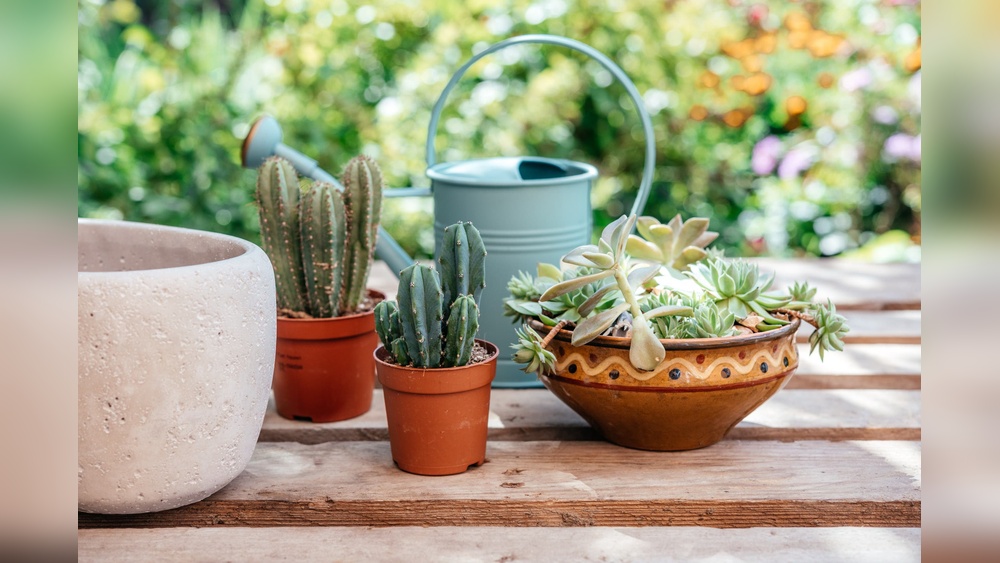 best plant for outdoor pots south florida