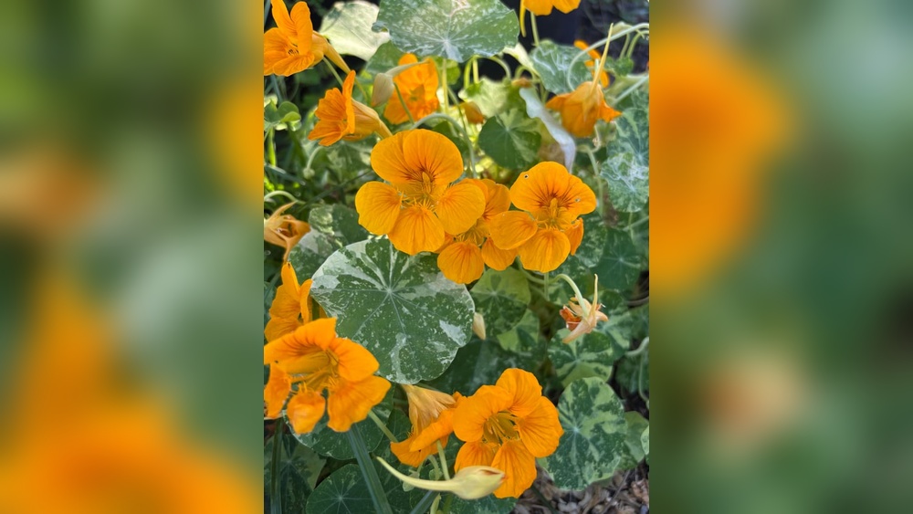 best planting time for nasturtium in central florida alaska