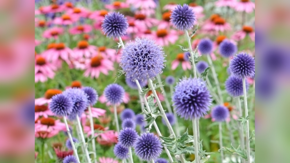 Best Plants And Flowers for Florida Hardy: Top Picks for Vibrant Gardens