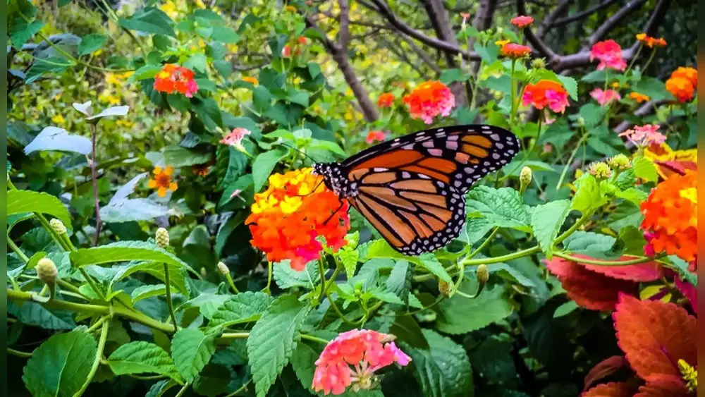 best plants for a butterfly garden in florida