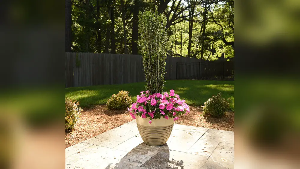 best plants for a florida porch pot