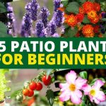 best plants for beginners florida