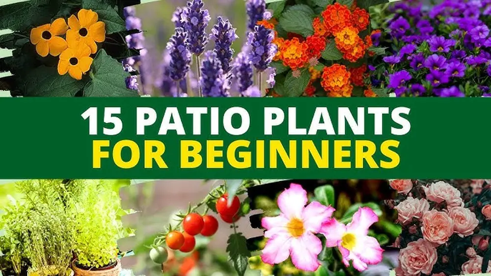 Best Plants for Beginners Florida: Easy, Low-Maintenance Picks 1 best plants for beginners florida