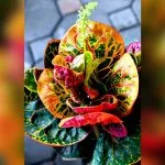 best plants for central florida