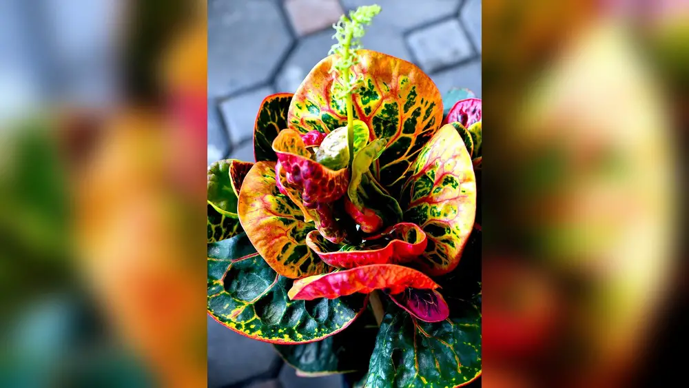 Best Plants for Central Florida: Top Picks for Vibrant Gardens 1 best plants for central florida