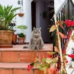 best plants for florida patio