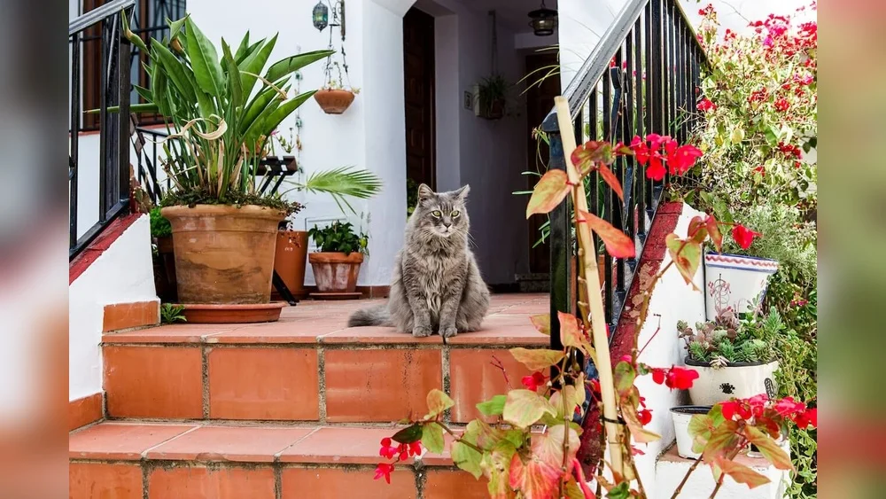 best plants for florida patio