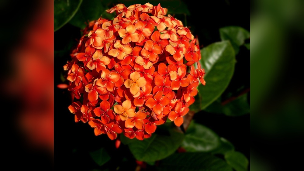 best plants for florida sun