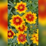 best plants for flower beds in florida