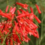 best plants for full florida sun