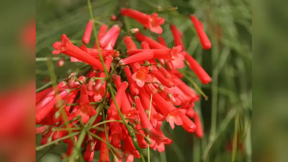 best plants for full florida sun