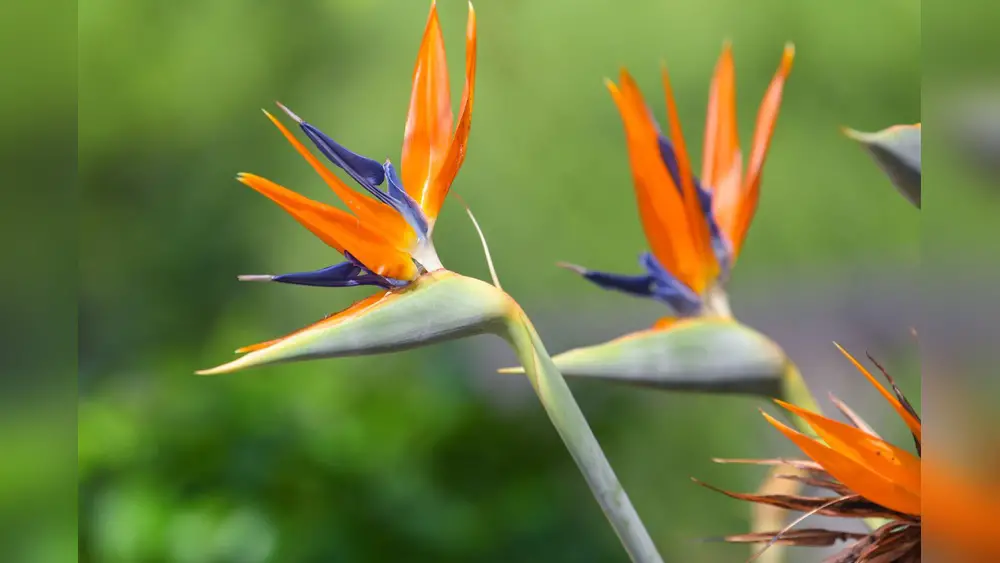 Best Plants for Full Sun in California: Top Picks for Vibrant Gardens 1 best plants for full sun in california