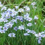 best plants for full sun in north florida