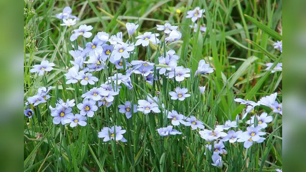 best plants for full sun in north florida