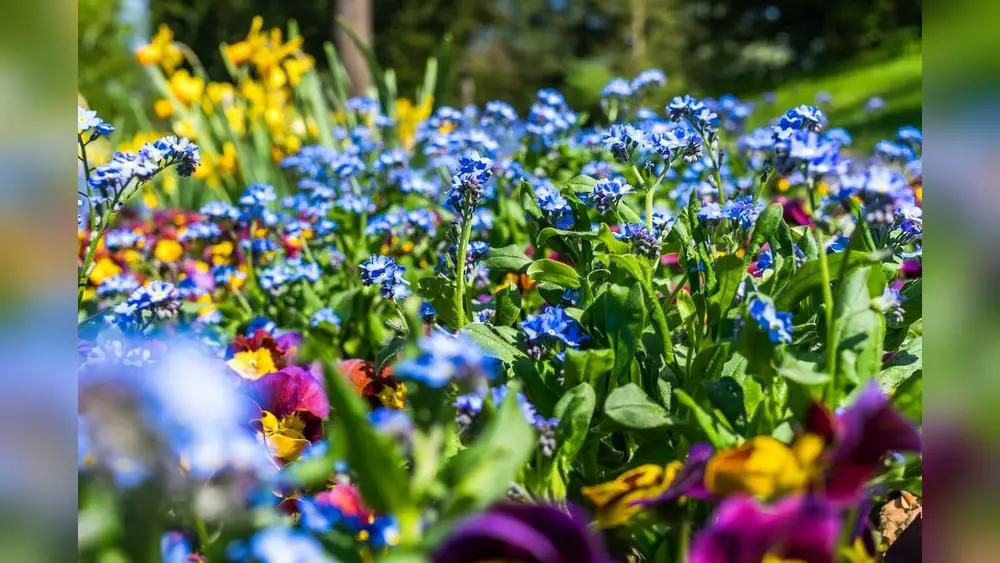 best plants for full sun in northwest florida