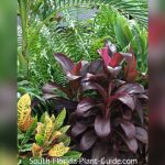 best plants for full sun in south florida