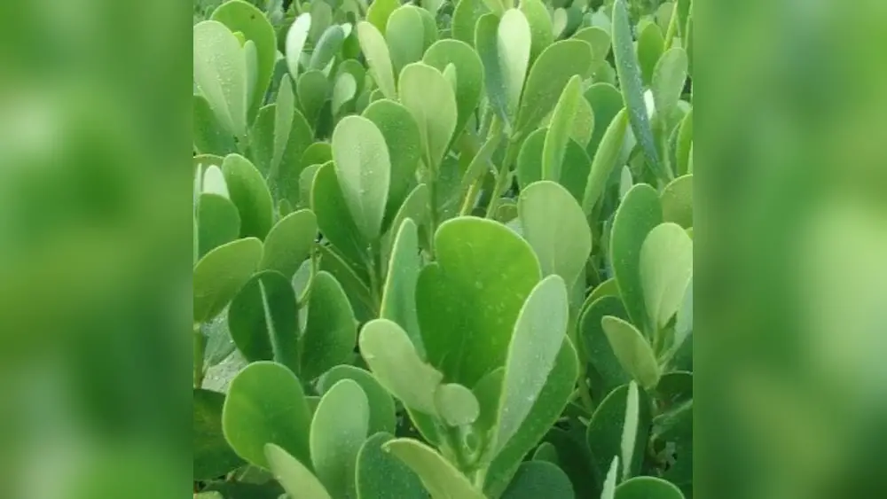 best plants for full sun in tampa florida
