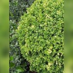 best plants for hedges in central florida