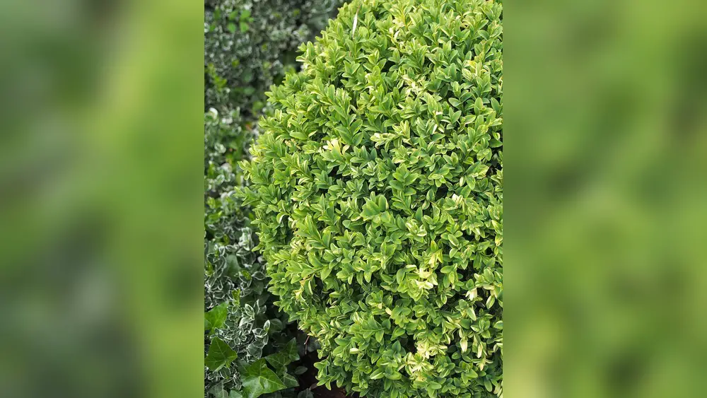 best plants for hedges in central florida