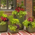 best plants for hot florida sun