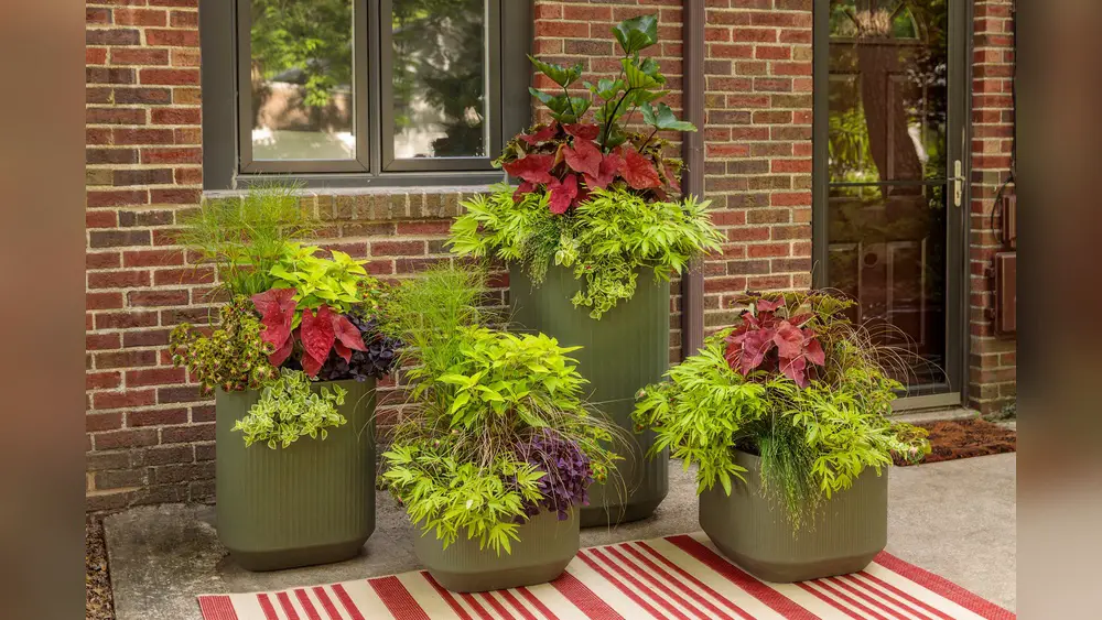 best plants for hot florida sun