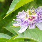best plants for jacksonville florida