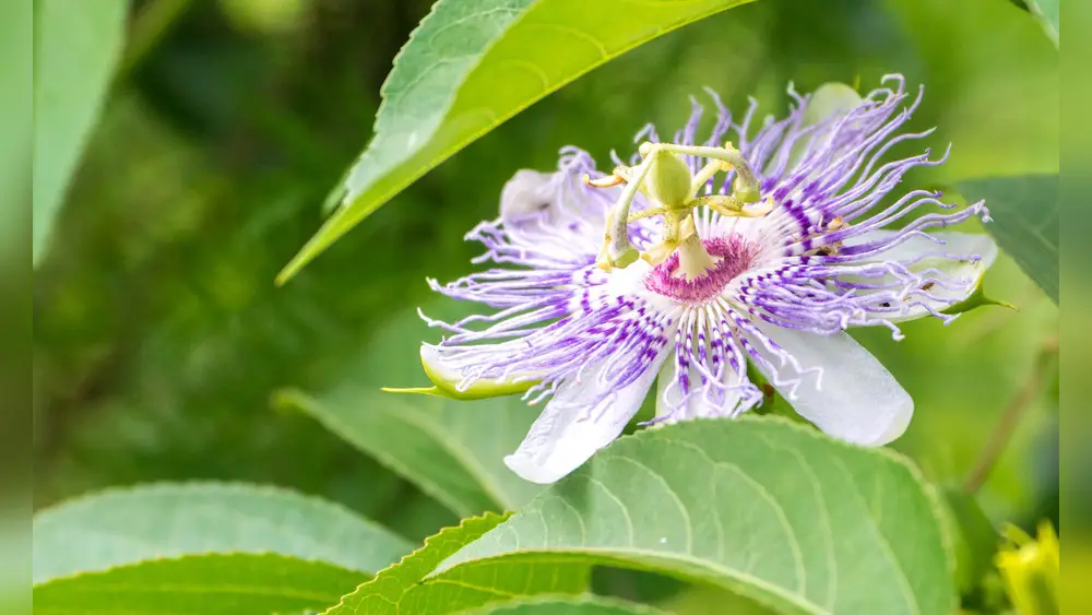 best plants for jacksonville florida