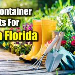 best plants for large outdoor pots in south florida