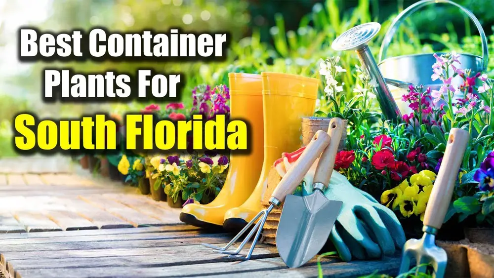 best plants for large outdoor pots in south florida