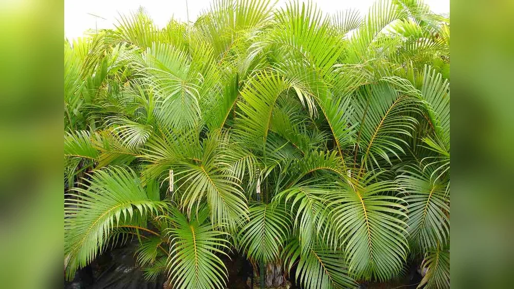 best plants for privacy florida