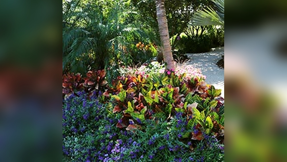 best plants in south florida gardens vegetables