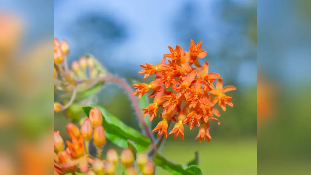 best plants to attract butterflies in south florida