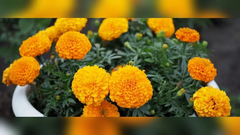 Best Plants to Keep Bugs Away in Florida: Effective Natural Solutions 1 best plants to keep bugs away in florida