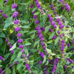 best plants to keep mosquitoes away in florida