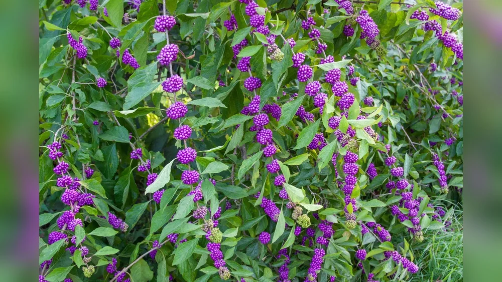 best plants to keep mosquitoes away in florida