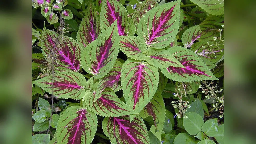 best plants to plant for winter in florida