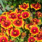 best plants to plant in fall in florida