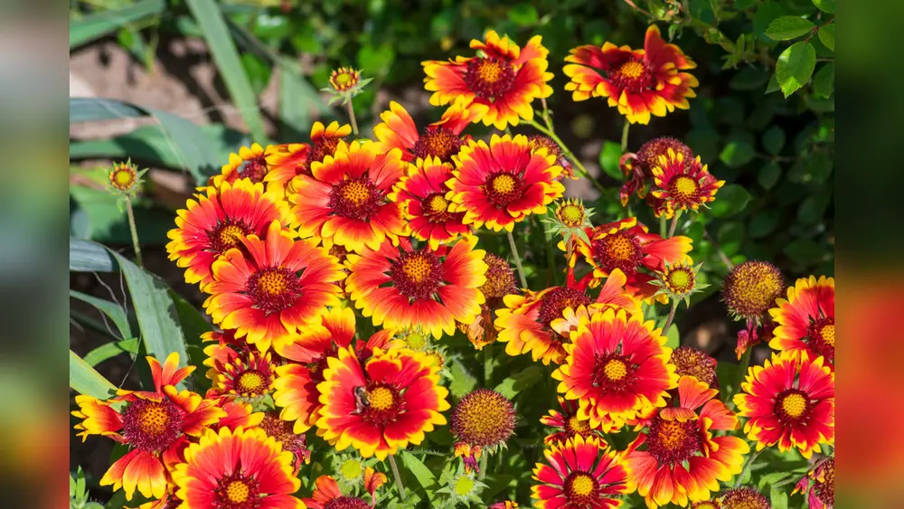 Best Plants to Plant in Fall in Florida: Top Picks for Vibrant Gardens 1 best plants to plant in fall in florida