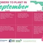 best plants to plant in florida in september