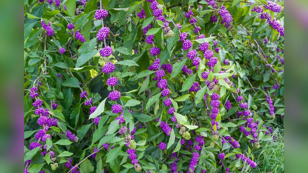 best plants to repel mosquitoesnin florida