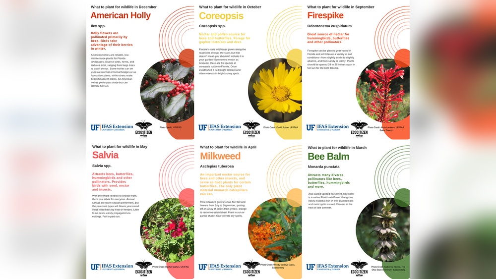 Best Pollinator Plants for Florida: Top Picks to Boost Your Garden