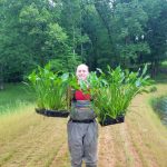 best pond plants for florida