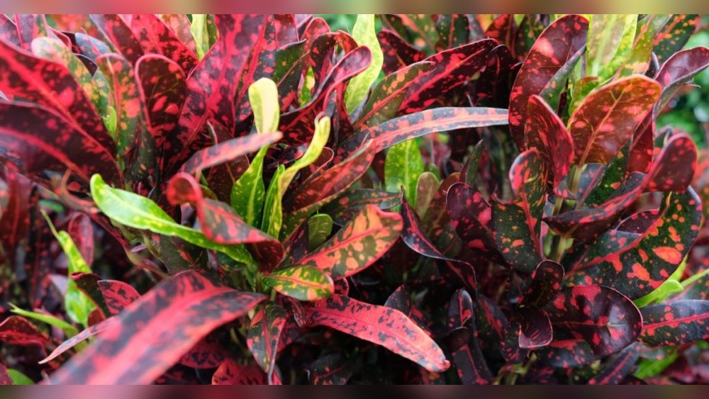 best pool plants in florida