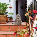 best potted plants for central florida